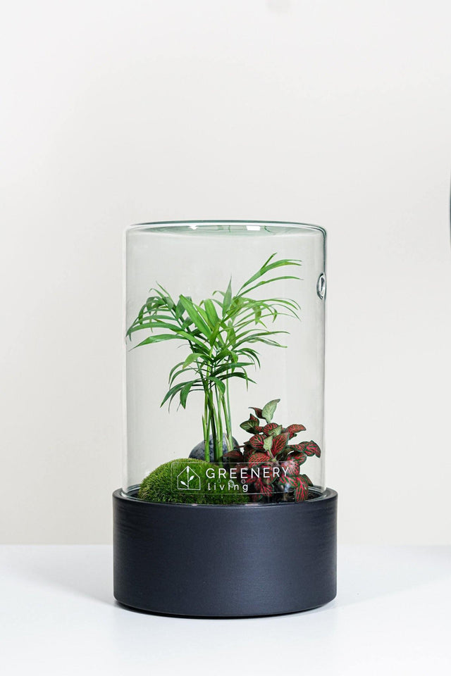 Premium Flaschengarten Mexikanische Bergpalme  | Rote Mosaikpflanze | Moospolster
-CERA-Serie (schwarz, Cylinder) DIY-Set - Greenery Living