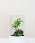 Premium Flaschengarten Mexikanische Bergpalme  | Rote Mosaikpflanze | Moospolster
-CERA-Serie (weiß, Cylinder) DIY-Set - Greenery Living
