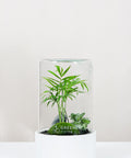 Premium Flaschengarten Mexikanische Bergpalme  | Weiße Mosaikpflanze  | Moospolster
-CERA-Serie (weiß, Cylinder) DIY-Set - Greenery Living