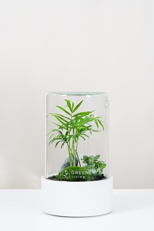 Premium Flaschengarten Mexikanische Bergpalme  | Weiße Mosaikpflanze  | Moospolster
-CERA-Serie (weiß, Cylinder) DIY-Set - Greenery Living