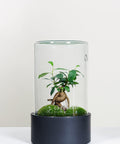 Premium Flaschengarten Mini-Bonsai  | Zwei Moospolster-CERA-Serie (schwarz, Cylinder) DIY-Set - Greenery Living