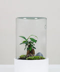 Premium Flaschengarten Mini-Bonsai  | Zwei Moospolster
-CERA-Serie (weiß, Cylinder) DIY-Set - Greenery Living