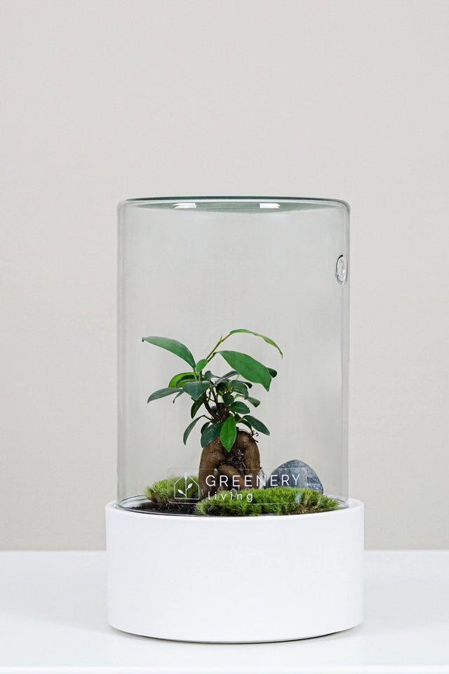 Premium Flaschengarten Mini-Bonsai  | Zwei Moospolster
-CERA-Serie (weiß, Cylinder) DIY-Set - Greenery Living