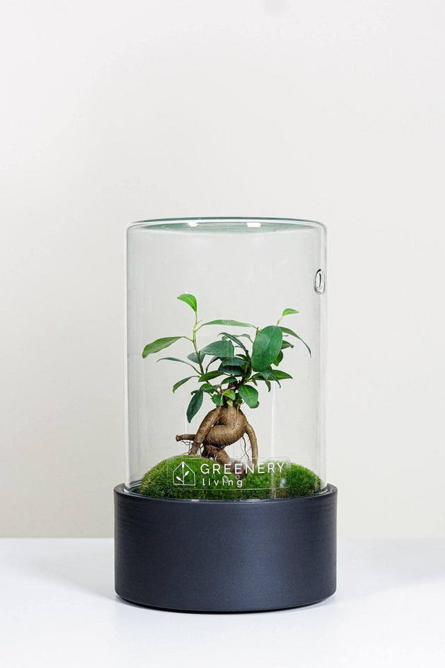 Premium Flaschengarten Mini-Bonsai  | Zwei Moospolster
-CERA-Serie (schwarz, Cylinder) DIY-Set - Greenery Living