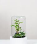 Premium Flaschengarten Fiederaralie  | Weiße Mosaikpflanze | Moospolster
-CERA-Serie (weiß, Cylinder) DIY-Set - Greenery Living